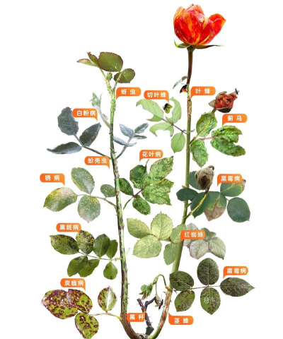 月季树虫害防治办法,常见问题解析,实用应对技巧 月季树虫害防治办法,常见问题解析,实用应对技巧