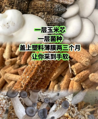 野生菌栽培,掌握关键技巧,轻松实现家庭种植 野生菌栽培,掌握关键技巧,轻松实现家庭种植