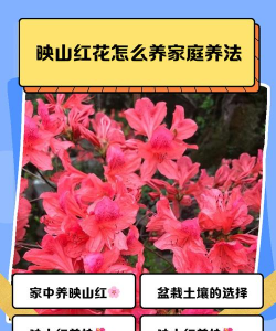 映山红的栽培,掌握关键技巧,轻松养出满园红 映山红的栽培,掌握关键技巧,轻松养出满园红