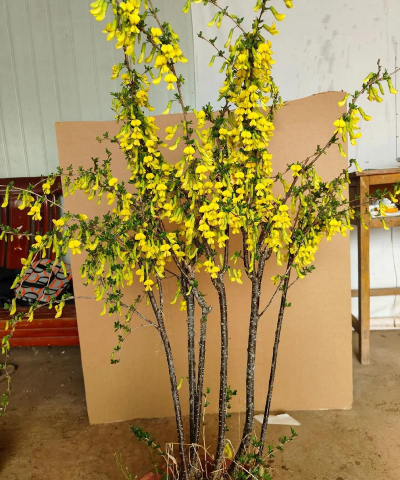 金孔雀花怎么养,掌握关键技巧,轻松养出好状态 金孔雀花怎么养,掌握关键技巧,轻松养出好状态