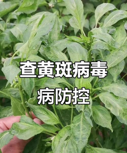 辣椒树黄化病防治,识别早期症状,掌握有效方法 辣椒树黄化病防治,识别早期症状,掌握有效方法