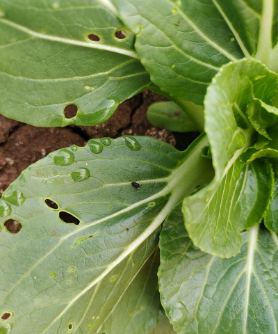 绿化树跳甲防治,识别虫害特征,掌握有效方法 绿化树跳甲防治,识别虫害特征,掌握有效方法