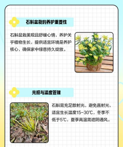 石斛花怎么养,掌握关键技巧,轻松养出好状态 石斛花怎么养,掌握关键技巧,轻松养出好状态