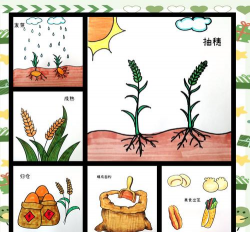 麦苗的栽培,掌握关键步骤,轻松收获健康嫩苗 麦苗的栽培,掌握关键步骤,轻松收获健康嫩苗