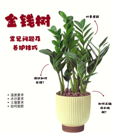 金钱树花怎么养,掌握关键技巧,轻松养出好状态 金钱树花怎么养,掌握关键技巧,轻松养出好状态