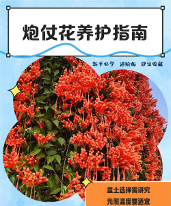 盆栽炮仗花怎么养,掌握关键技巧,轻松爆花满枝头 盆栽炮仗花怎么养,掌握关键技巧,轻松爆花满枝头