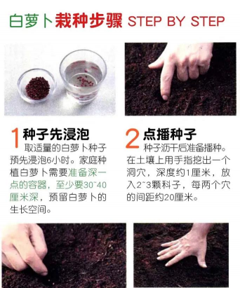 白萝卜的栽培,掌握关键步骤,轻松收获好萝卜 白萝卜的栽培,掌握关键步骤,轻松收获好萝卜