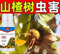 山楂树虫害防治,常见问题解析,实用方法分享 山楂树虫害防治,常见问题解析,实用方法分享