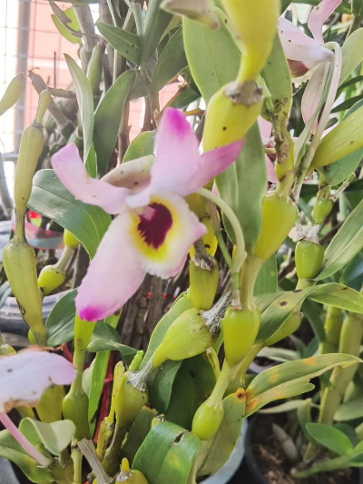 蜂腰石斛花怎么养,掌握关键技巧,轻松开花爆盆 蜂腰石斛花怎么养,掌握关键技巧,轻松开花爆盆