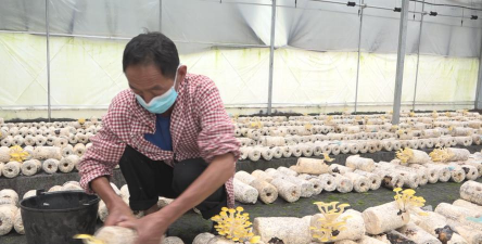 人工栽培鸡菌,掌握关键技术,实现稳定产出 人工栽培鸡菌,掌握关键技术,实现稳定产出