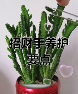 招财手花怎么养,掌握关键技巧,轻松养出好状态 招财手花怎么养,掌握关键技巧,轻松养出好状态