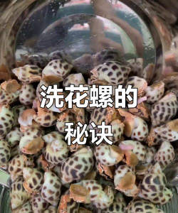 花螺买回家怎么养,新手入门指南,轻松养活不翻车 花螺买回家怎么养,新手入门指南,轻松养活不翻车