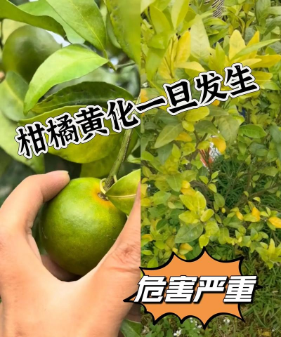 防治柑桔黄化树针剂,解决叶片发黄,恢复树势生长 防治柑桔黄化树针剂,解决叶片发黄,恢复树势生长