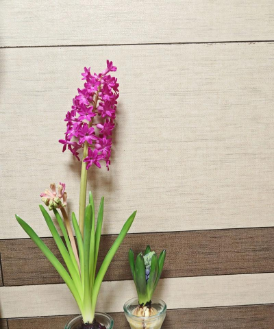 风信子的栽培,轻松上手,花开满屋 风信子的栽培,轻松上手,花开满屋