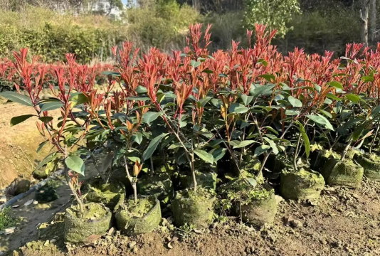 红叶石楠的栽培技术,掌握关键要点,轻松养出好状态 红叶石楠的栽培技术,掌握关键要点,轻松养出好状态