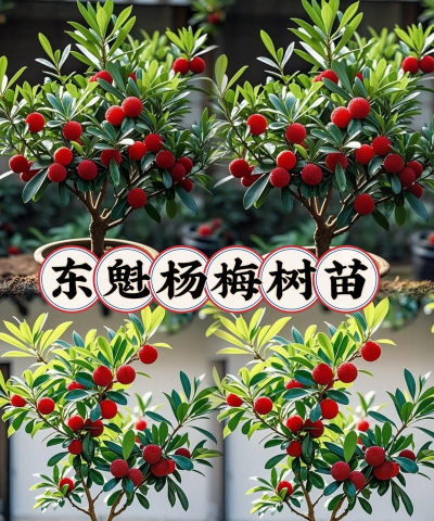 杨梅树的栽培技术,掌握关键要点,轻松收获果实 杨梅树的栽培技术,掌握关键要点,轻松收获果实