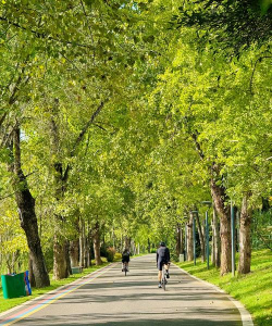 成都西站大道绿化设计,提升城市形象,改善出行体验 成都西站大道绿化设计,提升城市形象,改善出行体验