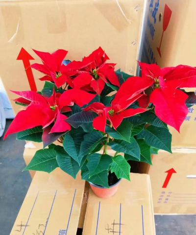 一品红栽培,掌握关键技巧,轻松养出鲜艳花朵 一品红栽培,掌握关键技巧,轻松养出鲜艳花朵