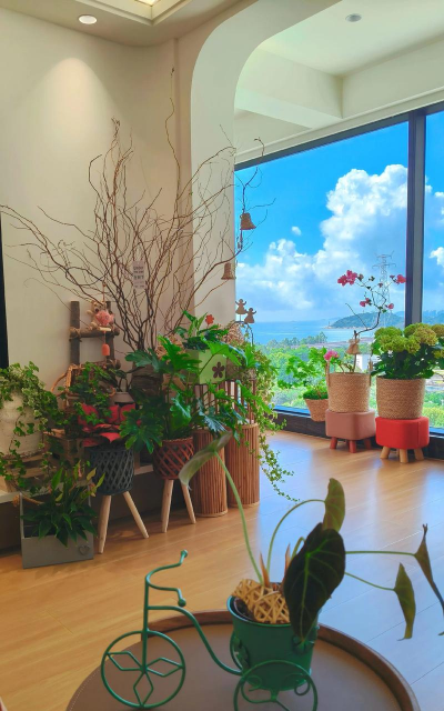 手机空间花藤怎么养,掌握关键技巧,轻松打造绿意空间 手机空间花藤怎么养,掌握关键技巧,轻松打造绿意空间