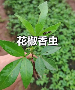花椒树食心虫,识别虫害特征,掌握防治方法 花椒树食心虫,识别虫害特征,掌握防治方法
