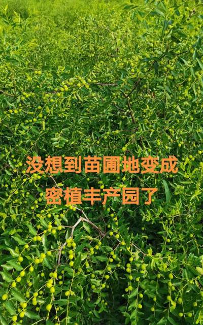 酸枣栽培,掌握关键技巧,实现高产稳产 酸枣栽培,掌握关键技巧,实现高产稳产