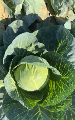 包菜栽培,新手入门,轻松上手 包菜栽培,新手入门,轻松上手