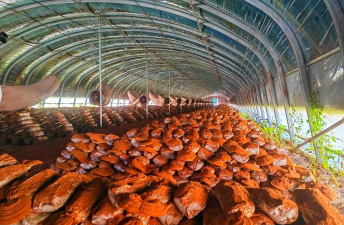 灵芝人工栽培,掌握关键技术,实现稳定产出 灵芝人工栽培,掌握关键技术,实现稳定产出