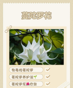 曼陀罗花怎么样养,新手入门指南,常见问题解答 曼陀罗花怎么样养,新手入门指南,常见问题解答