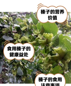 大榛子栽培,掌握关键技巧,实现高产稳产 大榛子栽培,掌握关键技巧,实现高产稳产
