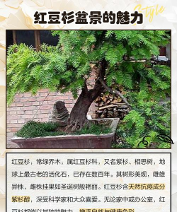 红豆杉花怎么养,掌握关键技巧,轻松养出好状态 红豆杉花怎么养,掌握关键技巧,轻松养出好状态