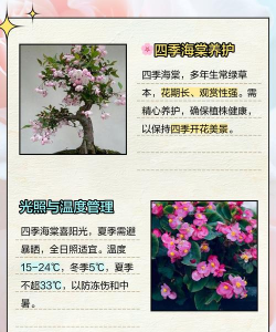 海棠花夏季怎么养,避开高温暴晒,保持通风湿润 海棠花夏季怎么养,避开高温暴晒,保持通风湿润