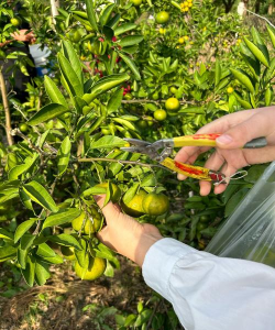 橙子的栽培,掌握关键技巧,收获甜美果实 橙子的栽培,掌握关键技巧,收获甜美果实