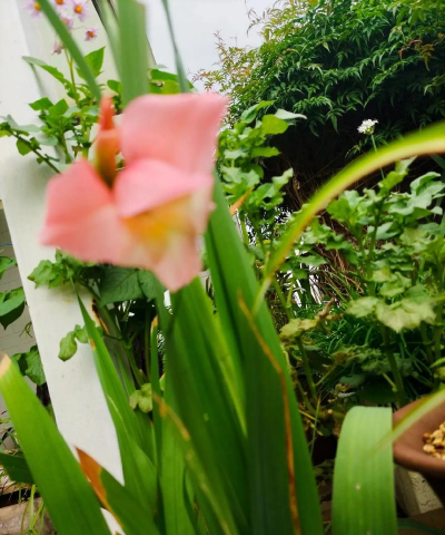 十三太保花怎么养,掌握关键技巧,轻松养出好状态 十三太保花怎么养,掌握关键技巧,轻松养出好状态