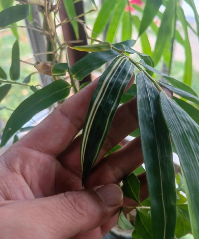 雷竹的栽培,掌握关键技巧,轻松实现高产 雷竹的栽培,掌握关键技巧,轻松实现高产