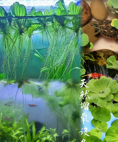 水芙蓉花怎么养,新手入门指南,轻松掌握技巧 水芙蓉花怎么养,新手入门指南,轻松掌握技巧