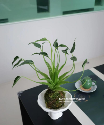 千手观音花怎么养,掌握关键技巧,轻松养出好状态 千手观音花怎么养,掌握关键技巧,轻松养出好状态