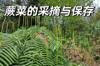 蕨菜的栽培,掌握关键技巧,轻松收获美味 蕨菜的栽培,掌握关键技巧,轻松收获美味