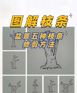 造型树修剪防治措施,常见问题解析,实用技巧分享 造型树修剪防治措施,常见问题解析,实用技巧分享