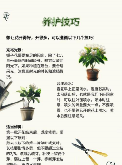 家里盆栽栀子花怎么养,新手入门指南,常见问题解答 家里盆栽栀子花怎么养,新手入门指南,常见问题解答
