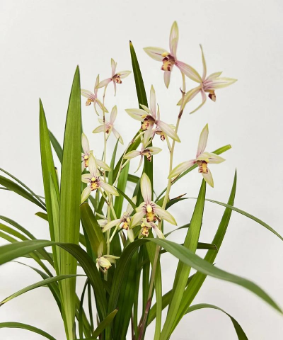 兰花栽培管理,掌握关键技巧,轻松养好兰花 兰花栽培管理,掌握关键技巧,轻松养好兰花