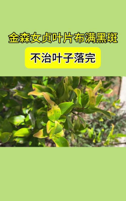 女贞树锈病防治,识别早期症状,采取有效方法 女贞树锈病防治,识别早期症状,采取有效方法