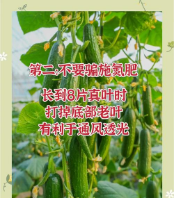 黄瓜高产栽培技术,掌握关键要点,轻松提升产量 黄瓜高产栽培技术,掌握关键要点,轻松提升产量