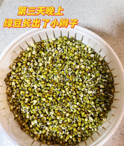 一年生栽培,种植周期短,新手也能上手 一年生栽培,种植周期短,新手也能上手