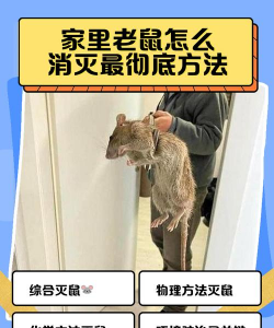 老鼠拱树防治办法,常见问题解析,实用操作指南 老鼠拱树防治办法,常见问题解析,实用操作指南