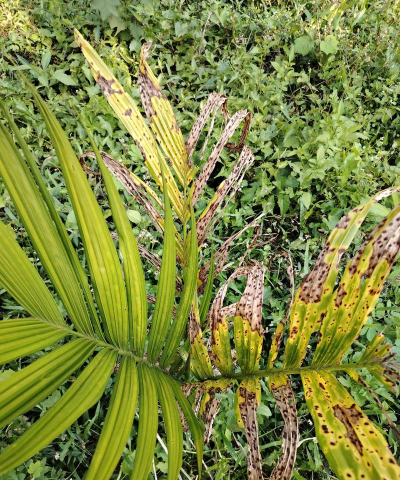 槟榔树斑炭疽防治,识别早期症状,掌握关键方法 槟榔树斑炭疽防治,识别早期症状,掌握关键方法