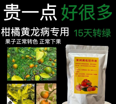 黄龙黄化树防治方法,识别早期症状,采取综合措施 黄龙黄化树防治方法,识别早期症状,采取综合措施