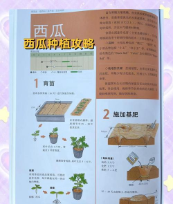 西瓜栽培视频,新手入门指南,轻松掌握种植技巧 西瓜栽培视频,新手入门指南,轻松掌握种植技巧