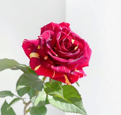 流星雨玫瑰花怎么养,掌握关键技巧,轻松培育美丽花朵 流星雨玫瑰花怎么养,掌握关键技巧,轻松培育美丽花朵