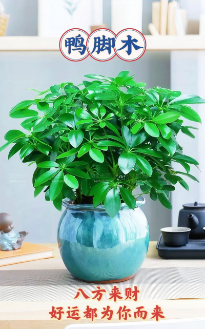 摇钱树的栽培,轻松上手,美化家居环境 摇钱树的栽培,轻松上手,美化家居环境