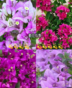 紫色的三叶花怎么养,掌握四个要点,轻松爆盆开花 紫色的三叶花怎么养,掌握四个要点,轻松爆盆开花